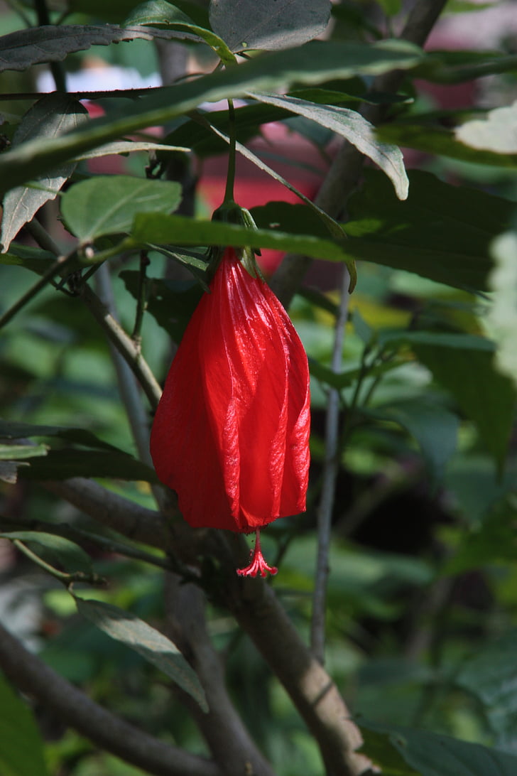 květ, Příroda, květinové, závod, přírodní, květ, Bloom