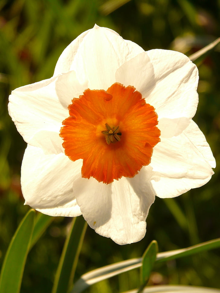 narcisos, Daffodil, flor, planta, flor, flor, primavera