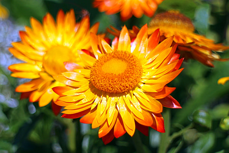 italicum, 밀 짚 꽃, 꽃, 꽃, 블 룸, 골드, 노란색