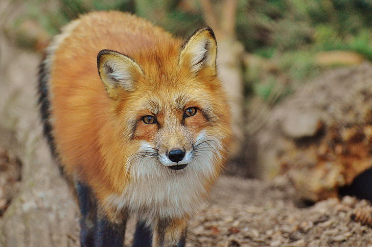 Fuchs, Wildpark: poing, looma, eluslooduse fotograafia, loodus, loomade maailm, loomade portree