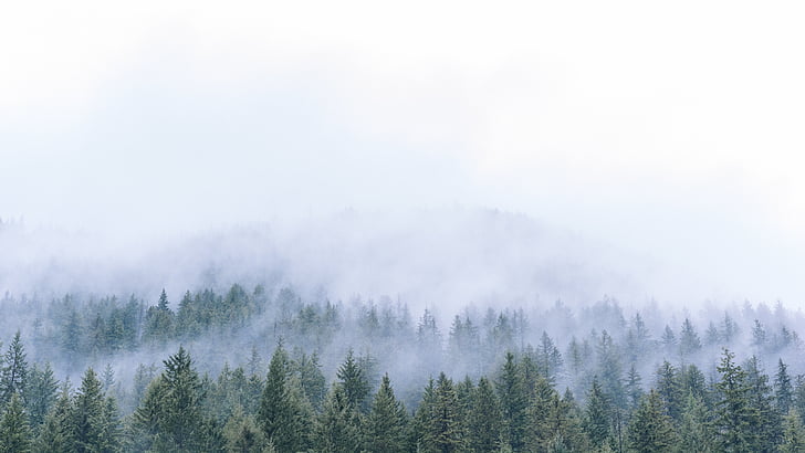 trees, green, forest, woods, nature, fog, travel