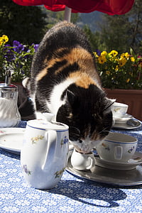 kočka, chuť na sladké, lízat, mléko bandita, snídaně, káva, Kavárna