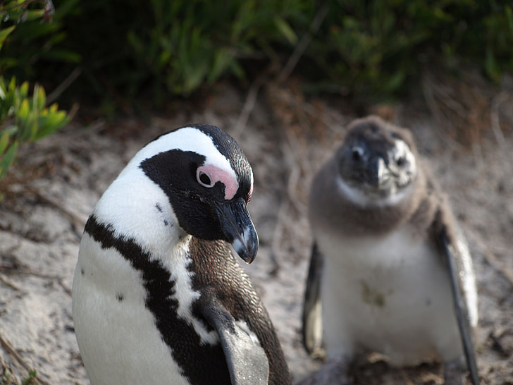 pingouin, jeune, mère, animaux, nesrine aftica, nature sauvage