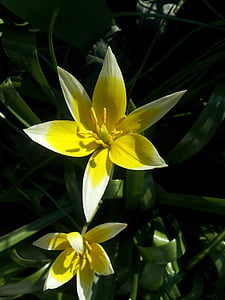 Tulpe, Wilde Tulpe, Blume, Garten, Blüte, Bloom, Öffnen
