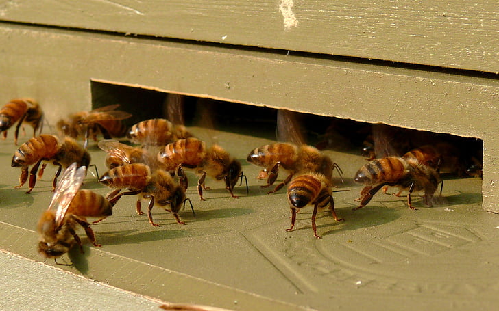honeybees, insects, beehive, entrance, colony, hive, box