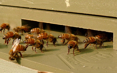 honeybees, แมลง, บีไฮฟ์, ทางเข้า, อาณานิคม, ไฮฟ์, กล่อง