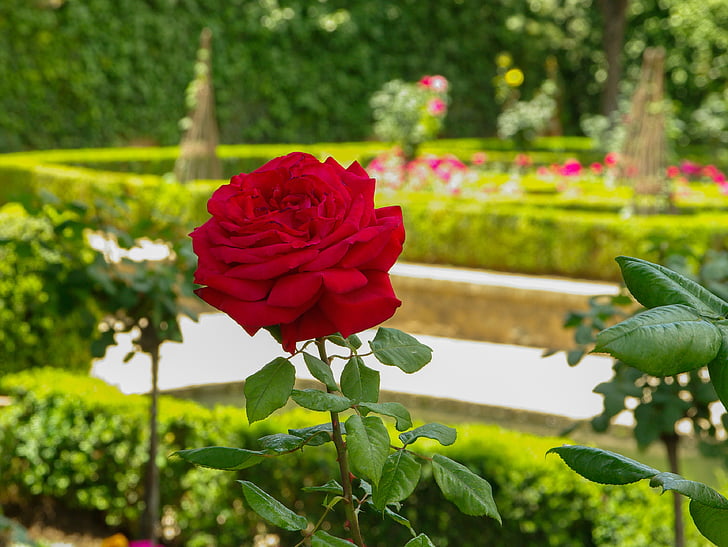 Rosa, jardí de l'alhambra, Granada, natura, planta, vermell, flor