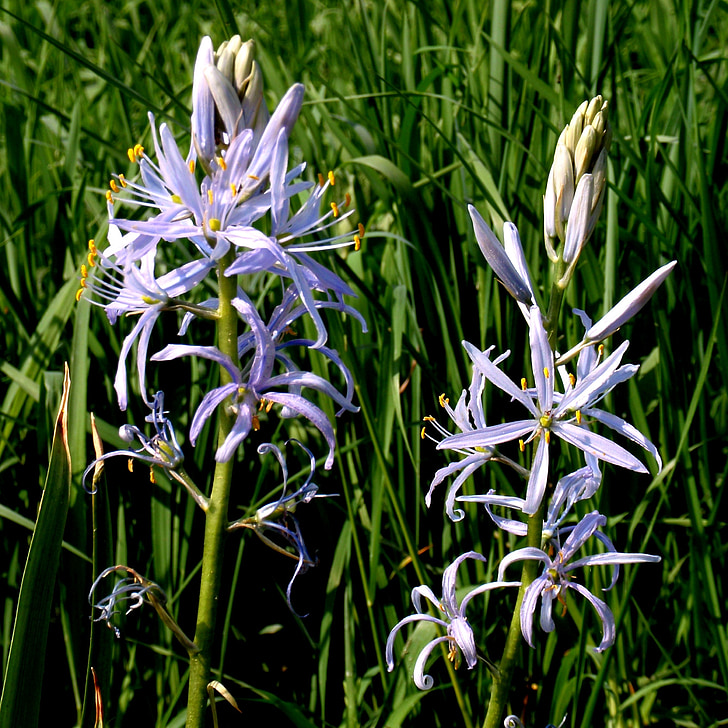 Chionodoxa luciliae, посочи цвете, Блосъм, Блум, затвори, цвете, синьо
