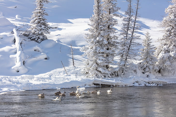 cisnes Trumpeter, neve, Inverno, frio, vida selvagem, natureza, Branco