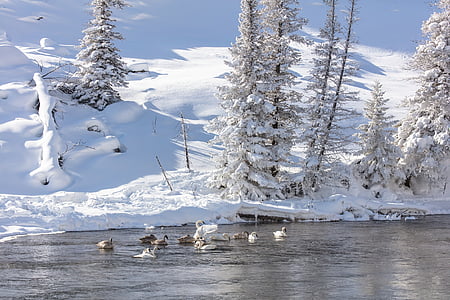 cisnes Trumpeter, neve, Inverno, frio, vida selvagem, natureza, Branco