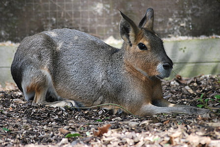Hare, dyr, Wildlife, kanin, capybara, natur, vilde