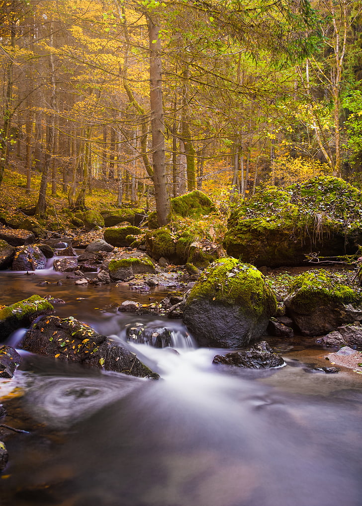 rudenį, krioklys, ilgo poveikio, Bach, vandenyse, srautas, medžiai