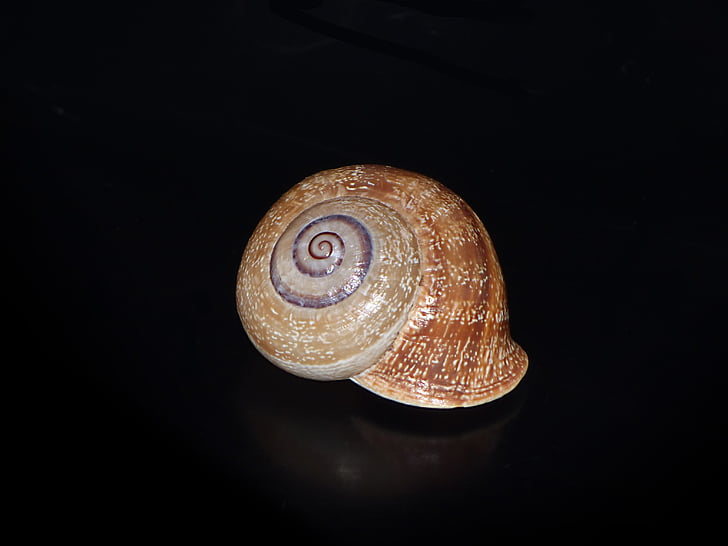 sneglen, Shell, spiral, molluskler, dyr, animalske shell, mollusk