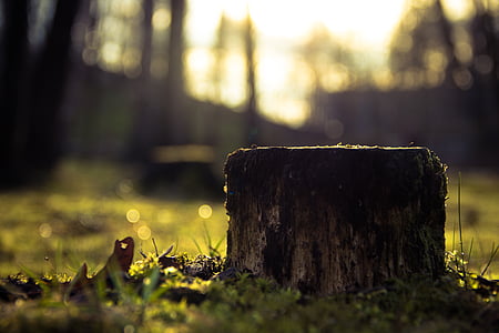 stump, wood, tree, trunk, bokeh, forest, nature