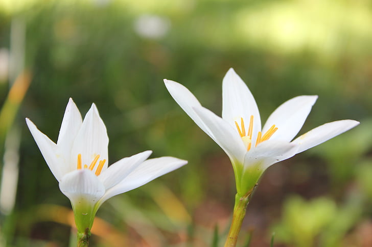 flor, Branco, close-up, flores brancas, floral, natureza, planta