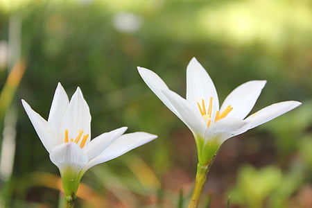 flor, blanc, tancar, flors blanques, floral, natura, planta