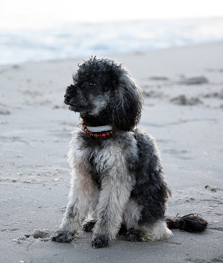 Beach, havet, vand, våd, hund, puddelhund, lille poodle