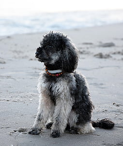 海滩, 海, 水, 湿法, 狗, 卷毛狗, 迷你贵宾犬