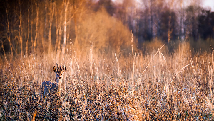 deer, animal, wildlife, landscape, nature, outdoors, country