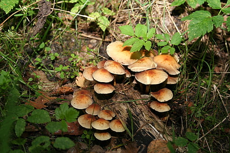 mushroom, nature, autumn, forest, cep, chestnut