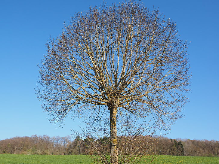 arbre, Kahl, primavera, Om, estètica, globós, brot