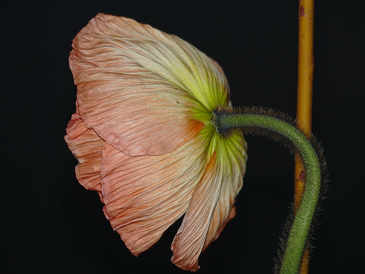 Anemone, floare, floare, Coroana anemone, roz, floare, hahnenfußgewächs