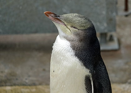 gelbes Auge Pinguin, Neuseeland, Rest, Entspannung, Vogel, ein Tier, Tierthema