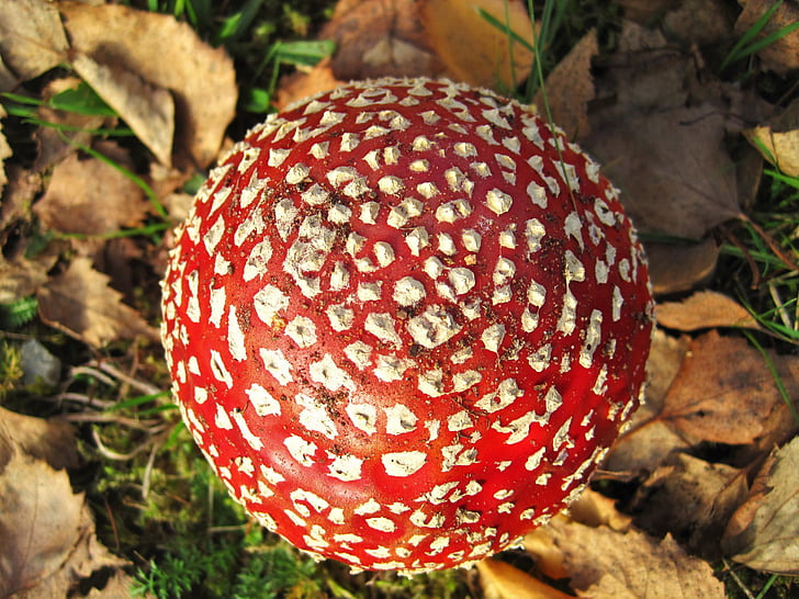 from above, fly agaric, lucky guy, amanita muscaria, fungal species, red, firs