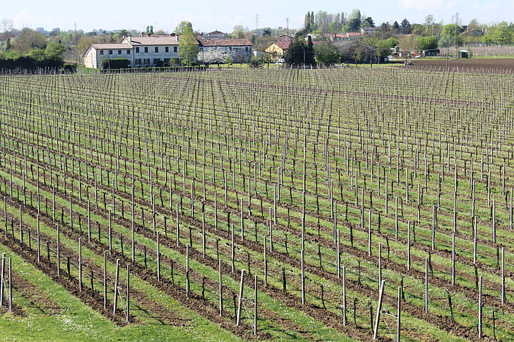 vinograd, vijak, vino, grozdje, Vintage, kmetijstvo, Veneto