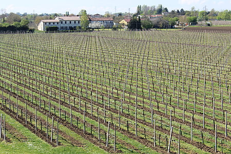 Vineyard, ruuvi, viini, viinirypäleet, Vintage, maatalous, Veneto