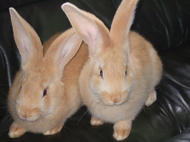 Bunny, Freunde, Tiere, Tierwelt, Kaninchen