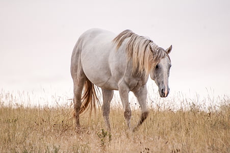 horse, mane, pasture, grey, mare, animal, farm