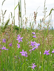 Blumen, Campanula patula, Grass, Frühling, Wiese, Heuschrecke, Wild