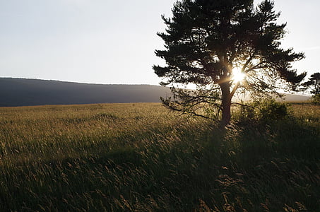 saulriets, bollenberg, saskaņā ar vosges kalna