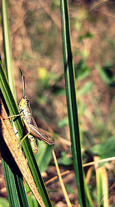 grasshopper, nature, insect, green, animal, small