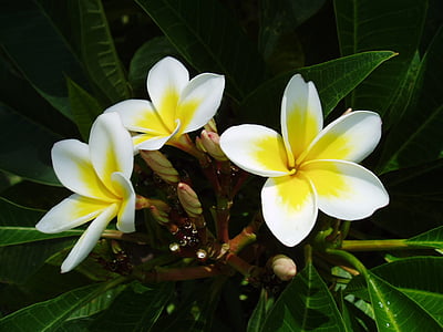 egzotik, çiçek, tropikal, Frangipani