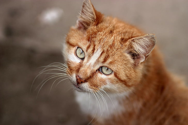 chat, orange, Portrait, yeux verts, chat domestique, animal, animaux de compagnie