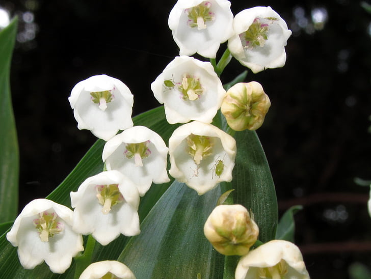 Lily of the valley, Pavasaris, daba, aphid