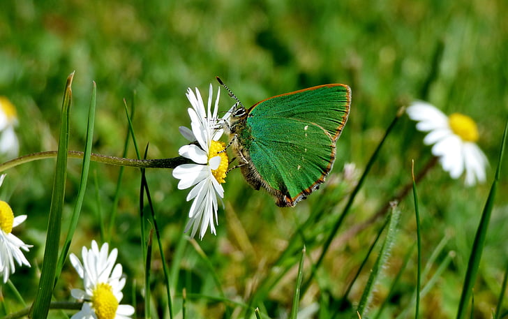 eerstejaars, vlinder, groene vlinder, Daisy, insect, natuur, vlinder - insecten