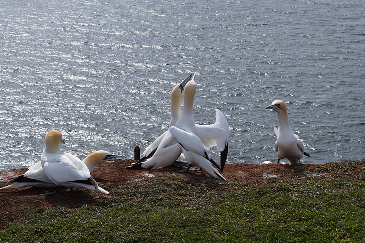 nordlige sulen, Helgoland, fugl, Nordsøen, Sea island