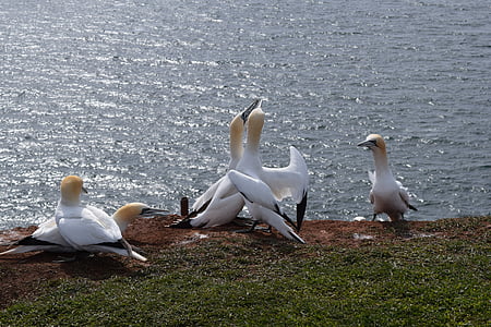gannet ภาคเหนือ, helgoland, นก, ทะเลเหนือ, ทะเลเกาะ