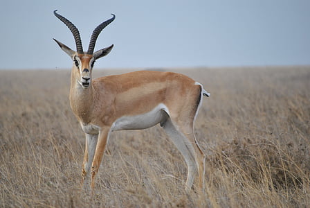 Afrika, Tanzanija, nacionalinis parkas, Safari, Serengeti, antilopė, gyvūnų laukinių gyvūnų
