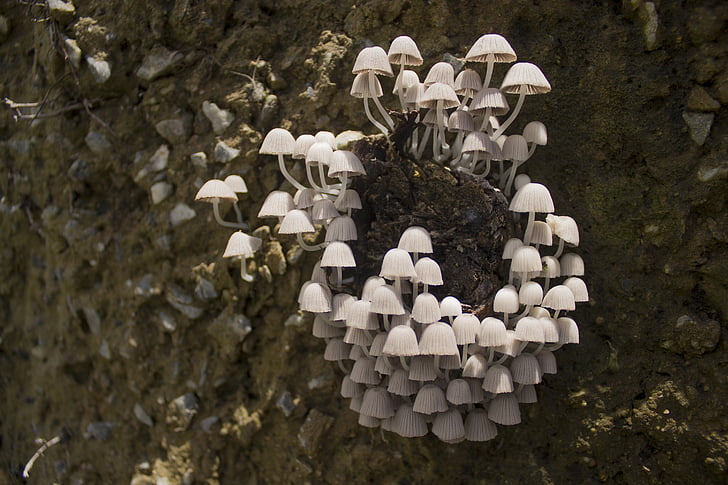 jamur, jamur, alam, putih, jamur, pertumbuhan, basah