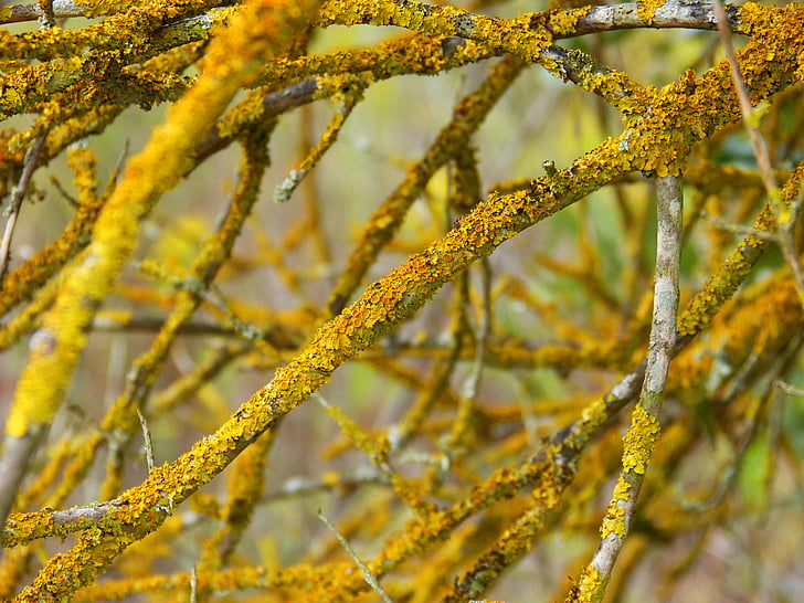 muschio, lichene, ramo, arancio, giallo, natura, autunno