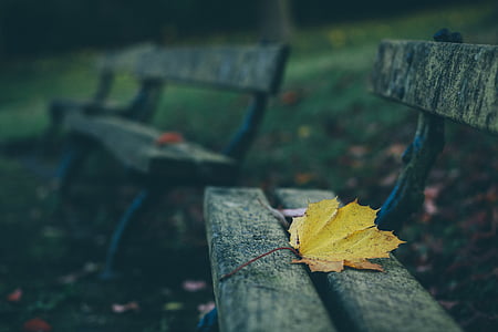 yellow, maple, leaf, gray, wooden, bench, park