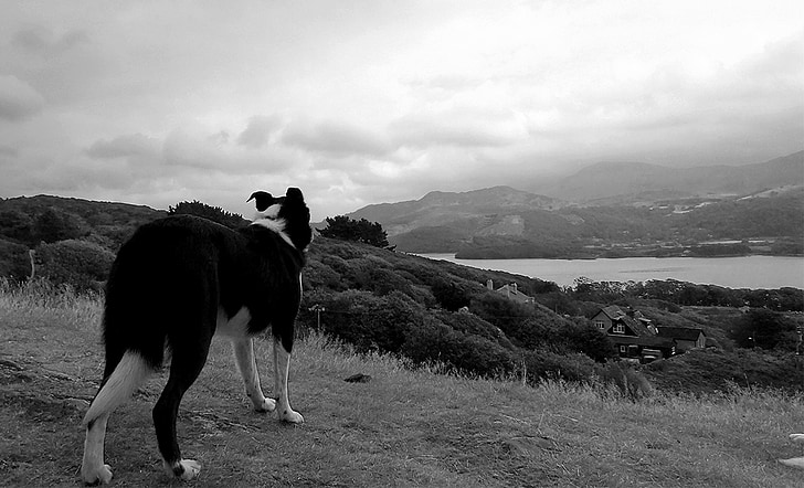 dog, sea, sky, nature, clouds, black and white, hillside