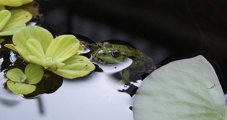 žába, rybník, voda, Zahradní jezírko, zelená, vodní živočich, zelená žába