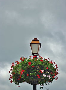 stojací lampa, květiny, světlo, obloha, hnízdo