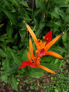 Heliconia, Hoa, Hoa, Colombia, Sân vườn, thực vật