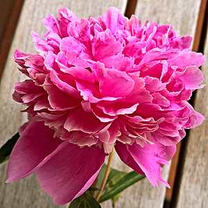 Παιώνια, λουλούδι, ενιαία άνθιση, σε πλήρη άνθιση, σκούρο ροζ, ροζ, αρωματικά